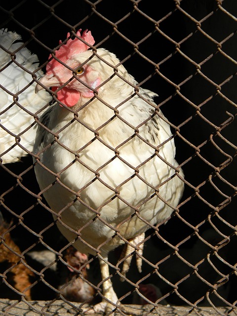 核心與整體 核心與整體